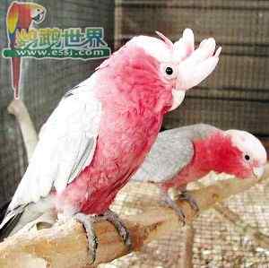 鹦鹉繁殖——乙醚恒温器（温度的控制）