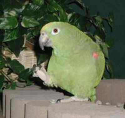 鹦鹉大全——查普曼氏白粉亚马逊