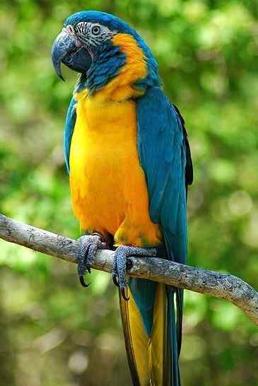 鹦鹉大全——蓝喉金刚鹦鹉