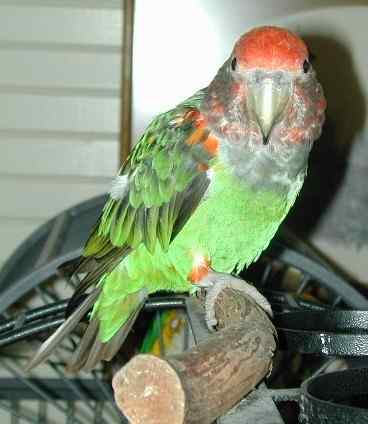 鹦鹉大全——海角鹦鹉 & 灰头鹦鹉