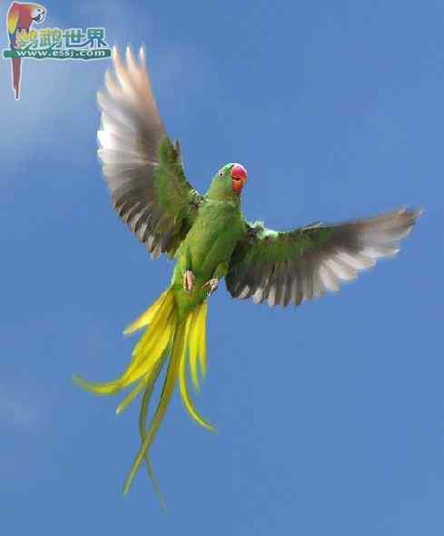 鹦鹉保育——矿物质