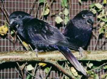 鹦鹉大全——黑色吸蜜鹦鹉