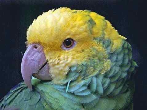 鹦鹉大全——双黄头亚马逊 Double Yellow-headed Amazon