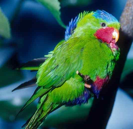 鹦鹉大全——蓝冠吸蜜鹦鹉