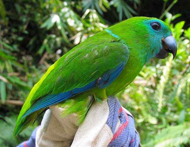 鹦鹉大全——太格拉双眼无花果鹦鹉