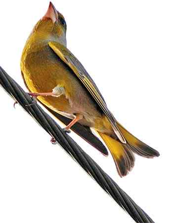 欧洲金翅鸟大举东进中国