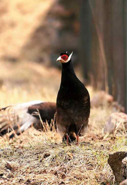 中国鸟事——十种候选国鸟