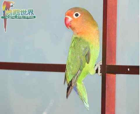 鹦鹉繁殖——孵化之后