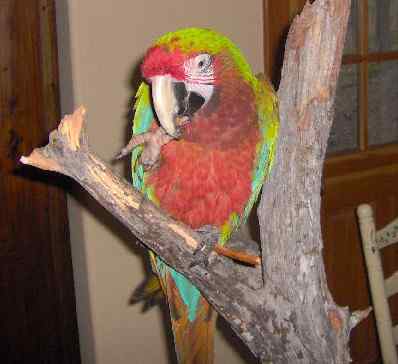 鹦鹉大全——斑点金刚鹦鹉