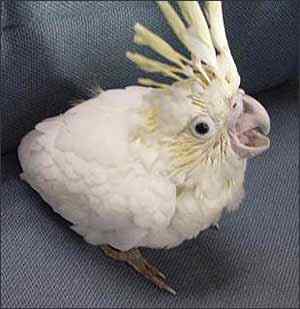 鹦鹉大全——艾波氏小葵花凤头鹦鹉