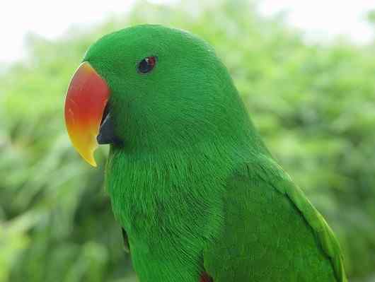 鹦鹉大全——红嘴鹦鹉
