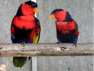 鹦鹉大全——白颈吸蜜鹦鹉