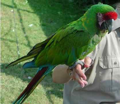 鹦鹉大全——墨西哥绿金刚鹦鹉