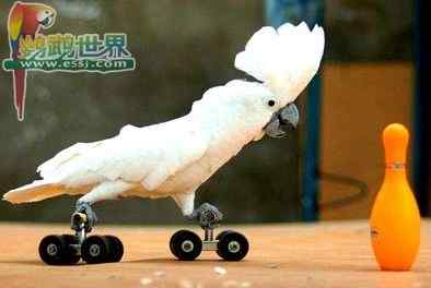 鹦鹉疾病——嗉囊积食（梗阻）