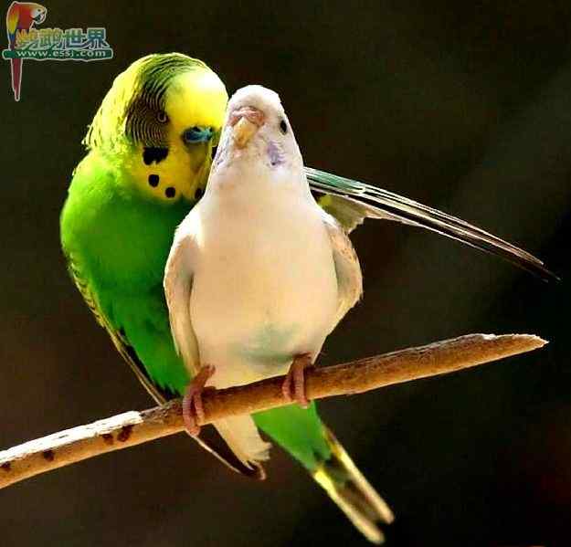 鹦鹉繁殖——静止空气孵化器