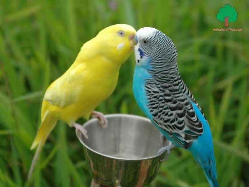 鹦鹉繁殖——为什么要上脚环