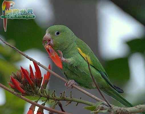 鹦鹉保育——夏季的水果色拉（消暑、含多种维生素）