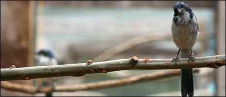 鸟类也会制作工具 鸟类也会制作工具