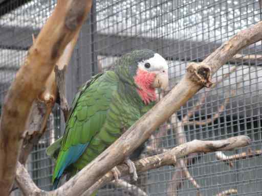 鹦鹉大全——巴哈马群岛亚马逊鹦鹉