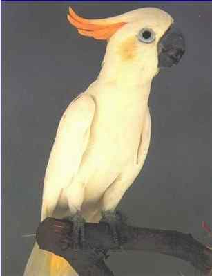 鹦鹉大全——小葵花&橘冠凤头鹦鹉