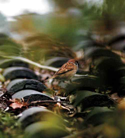 中国鸟事——多舛的麻雀