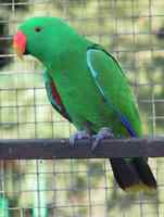 鹦鹉大全——塔宁巴或瑞德利折衷鹦鹉