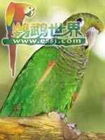 鹦鹉大全——紫红尾锥尾鹦鹉