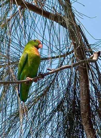 鹦鹉大全——菲律宾悬吊鹦鹉