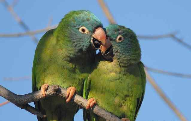 鹦鹉大全——蓝冠锥尾鹦鹉