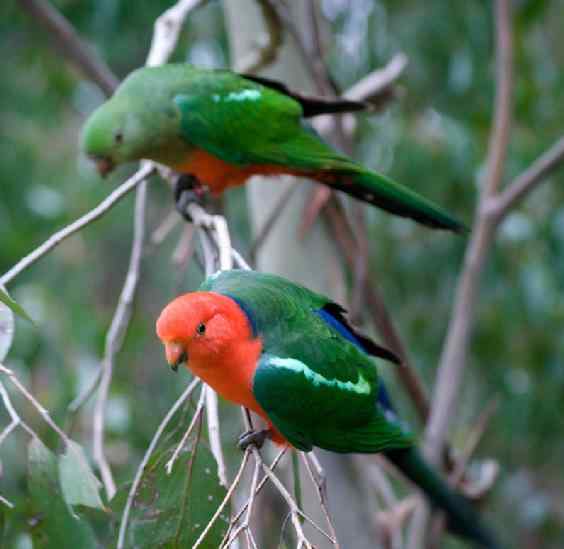 鹦鹉大全——萨尔瓦多的绿翅王鹦鹉