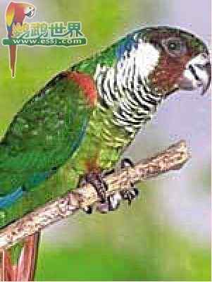 鹦鹉大全——白耳锥尾鹦鹉