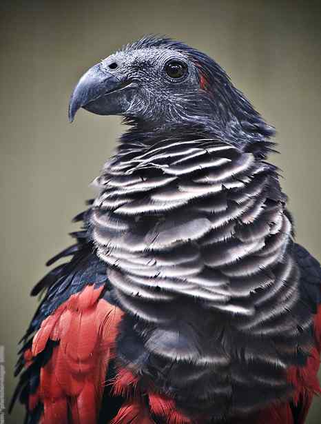 鹦鹉大全——派斯奎特氏鹦鹉