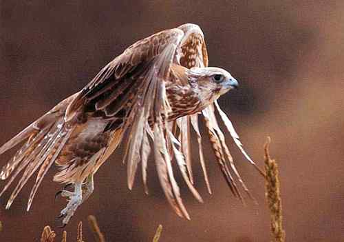 中国鸟事——十种候选国鸟