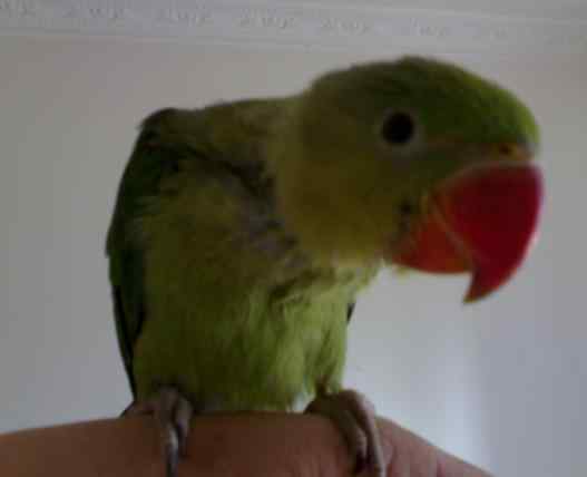 鹦鹉大全——安达曼岛鹦鹉