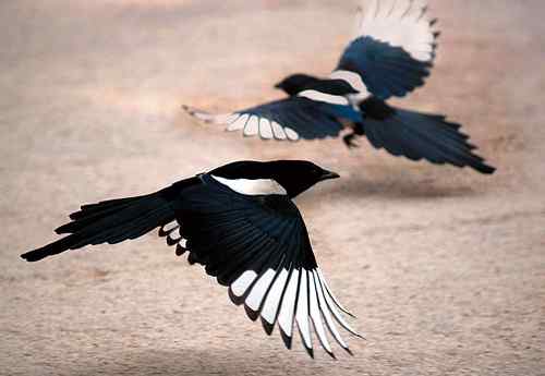 中国鸟事——十种候选国鸟