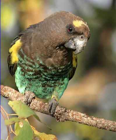 鹦鹉大全——迈耶氏鹦鹉