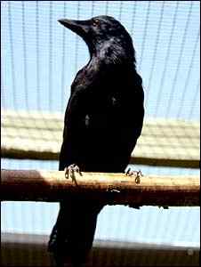 鸟类也会制作工具