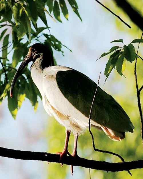 中国鸟事——十种候选国鸟