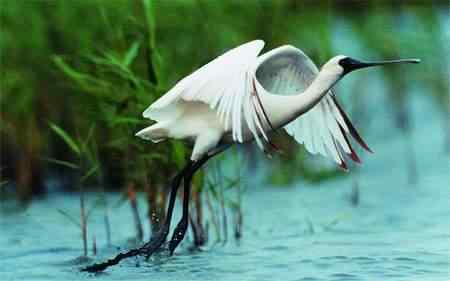 黑脸琵鹭迁徙之路