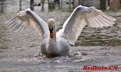 力大无比的天鹅