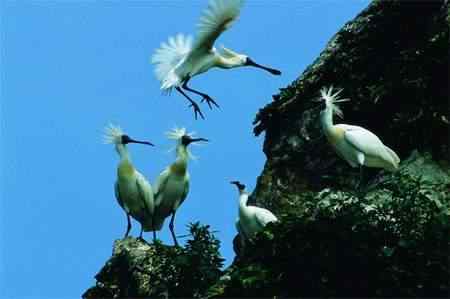 黑脸琵鹭迁徙之路