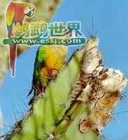 鹦鹉大全——仙人掌锥尾鹦鹉
