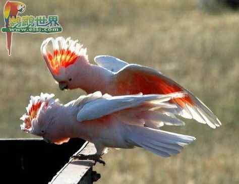 鹦鹉繁殖——有效的消毒剂