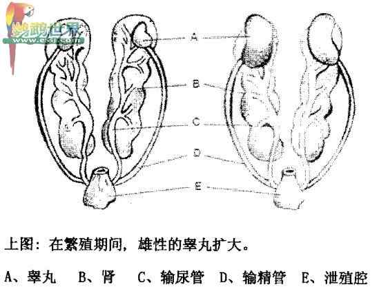 鹦鹉繁殖——交配与繁殖