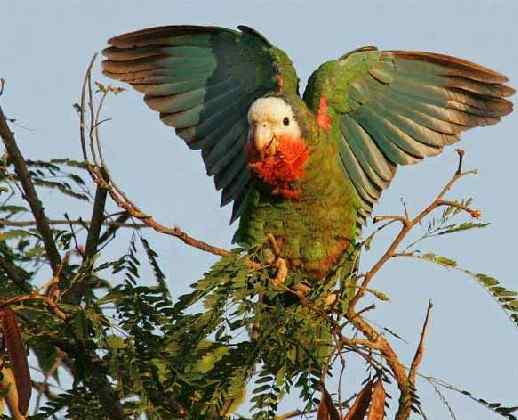 鹦鹉大全——古巴亚马逊 Cuban Amazon
