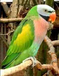 鹦鹉大全——纽曼的环颈鹦鹉