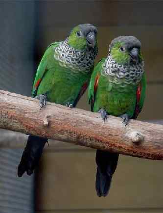 鹦鹉大全——黑帽锥尾鹦鹉