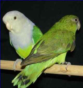 鹦鹉大全——马达加斯加爱情鸟