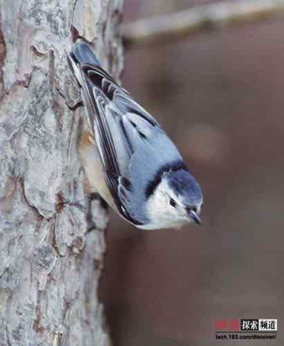 [图文]美国鸟类