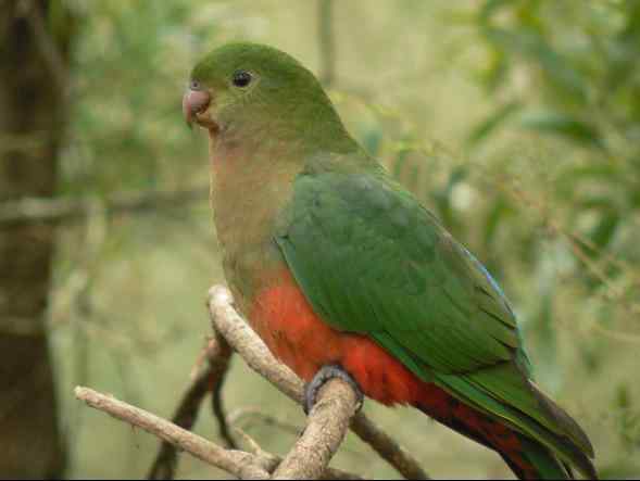 成年的鹦鹉饲养管理